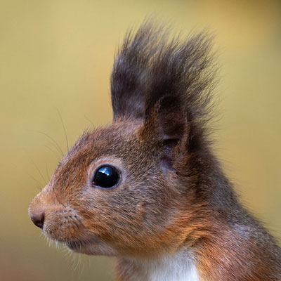 جایزه اول عکاسی از پستانداران برای یک خفاش نعل اسبی